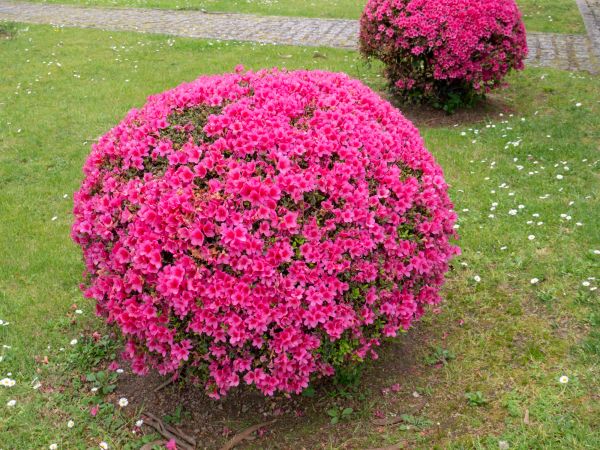Rhododendron Pruning in Lake Mary