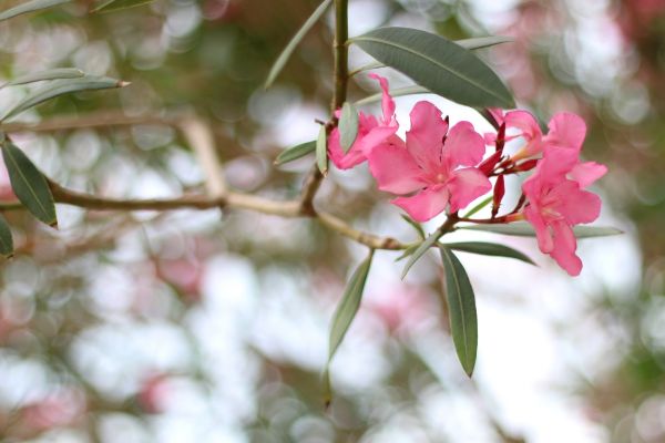 Oleander Removal in Lake Mary