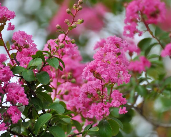 Crepe Myrtle Removal in Lake Mary