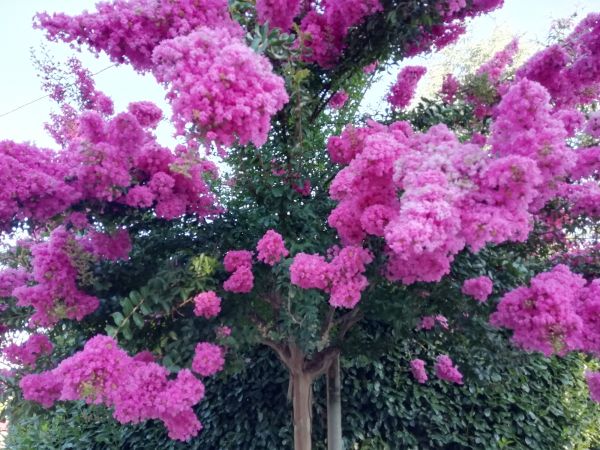 Crape Myrtle Pruning in Lake Mary