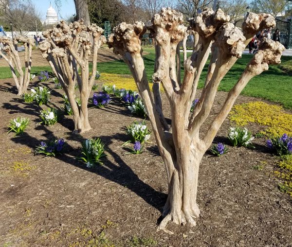 Myrtle Tree Removal in Lake Mary