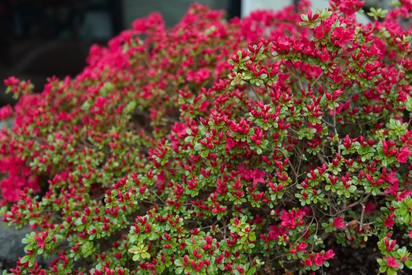 Weigela Removal Service in Lake Mary