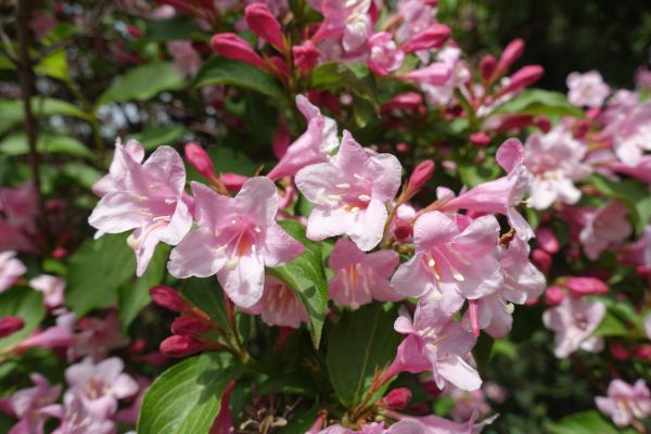 Weigela Pruning Service in Lake Mary