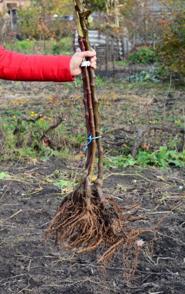 Shrub Root Removal in Lake Mary