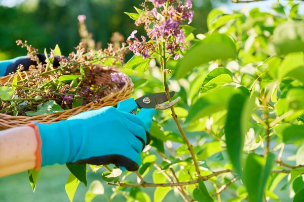 Lilac Trimming Service in Lake Mary