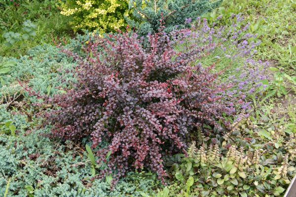 Japanese Barberry Removal in Lake Mary
