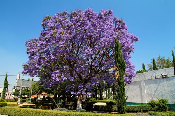 Jacaranda Pruning in Lake Mary