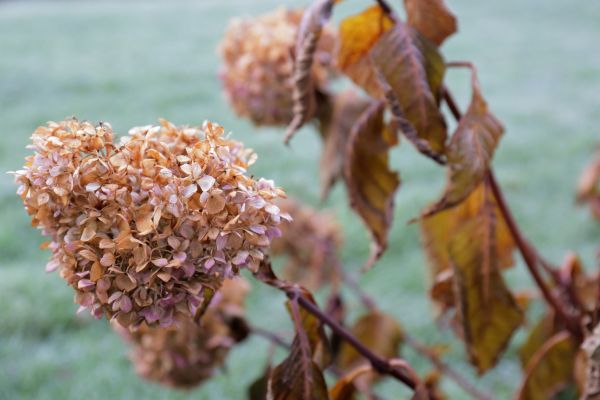 Hydrangea Removal in Lake Mary