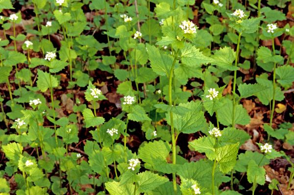 Garlic Mustard Removal in Lake Mary