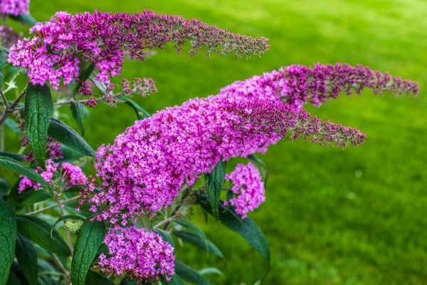 Butterfly Bush Removal in Lake Mary