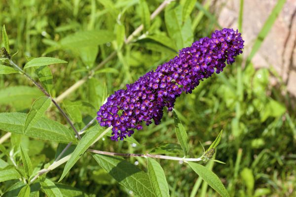 Butterfly Bush Pruning in Lake Mary
