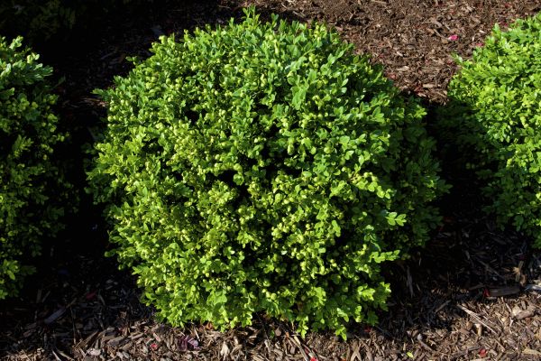 Boxwood Removal in Lake Mary