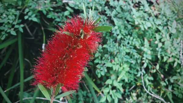 Bottlebrush Pruning in Lake Mary