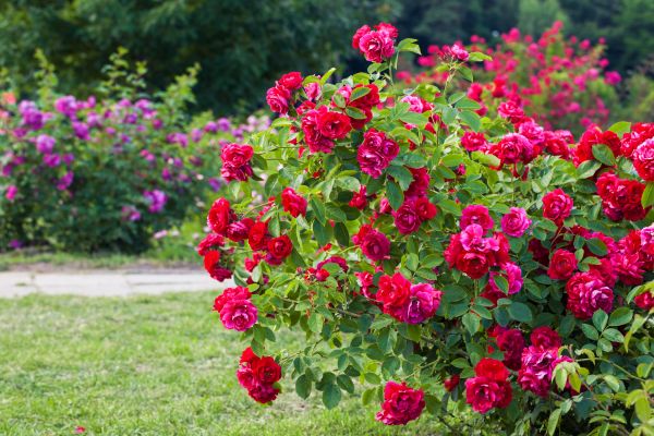Shrub Trimming in Lake Mary