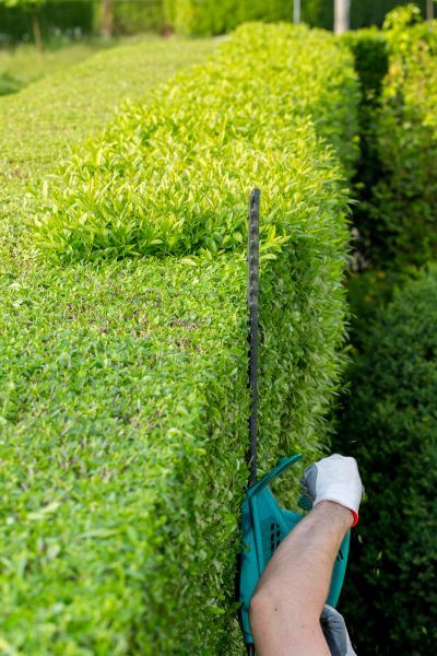 Hedge Trimming in Lake Mary