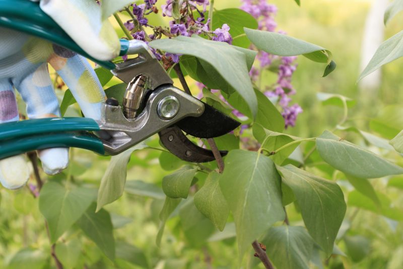 Lilac Pruning Service