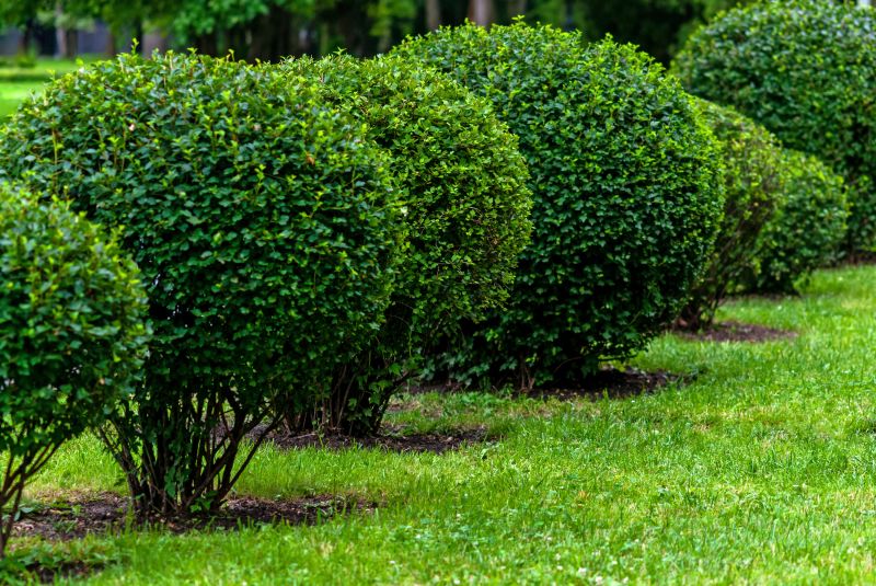 Lush Green Shrubs